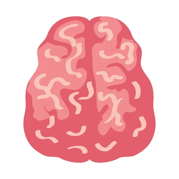 Neurología, cerebro humano sobre fondo blanco — Vector de stock