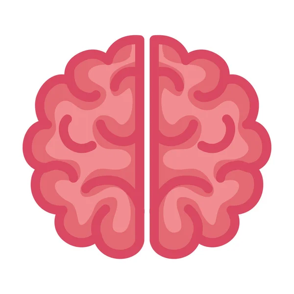 Neurologia, cérebro humano sobre fundo branco —  Vetores de Stock