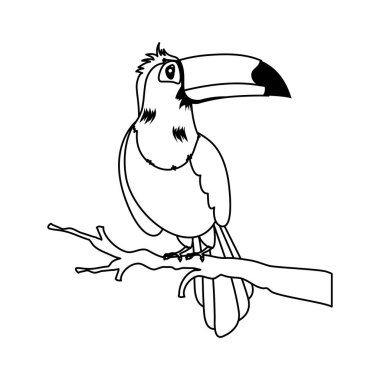 Tukan kuş egzotik izole ikonu