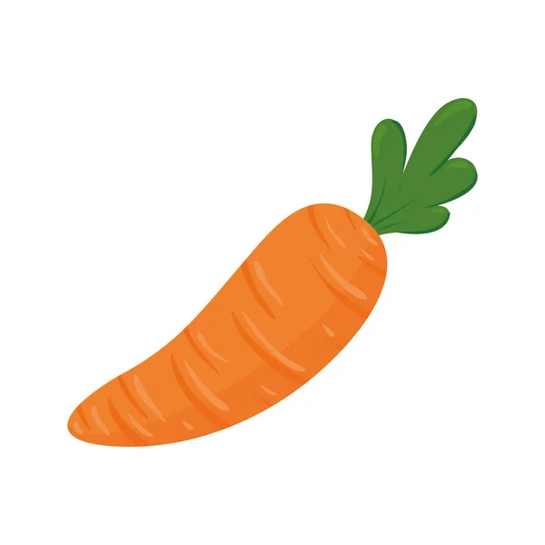 Zanahoria fresca vegetal en fondo blanco — Vector de stock