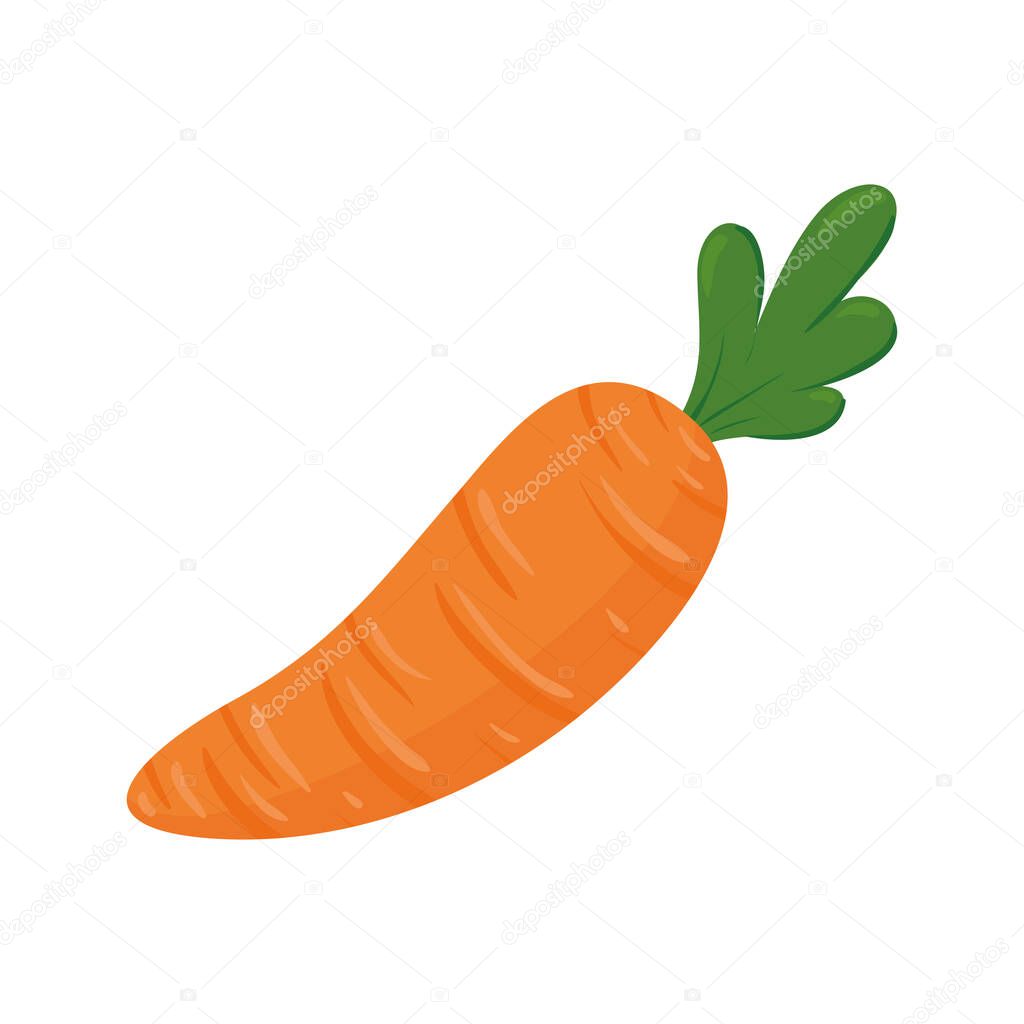 fresh carrot vegetable in white background