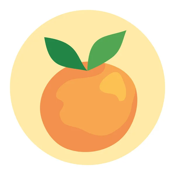 Naranja fruta fresca y saludable en marco redondo, en fondo blanco — Vector de stock