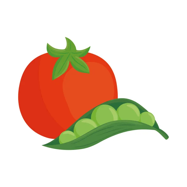 Tomate fraîche avec la plante de pois de gousse en fond blanc — Image vectorielle