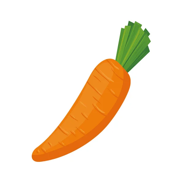 Fresh carrot vegetable in white background — Stock Vector