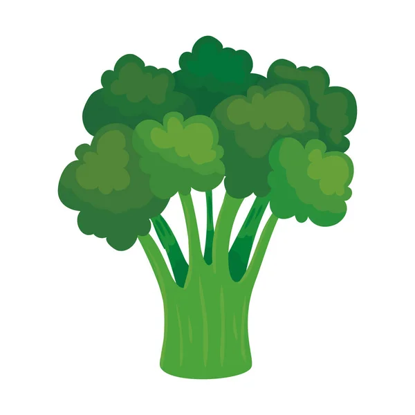 Vegetal de brócoli fresco, sobre fondo blanco — Vector de stock