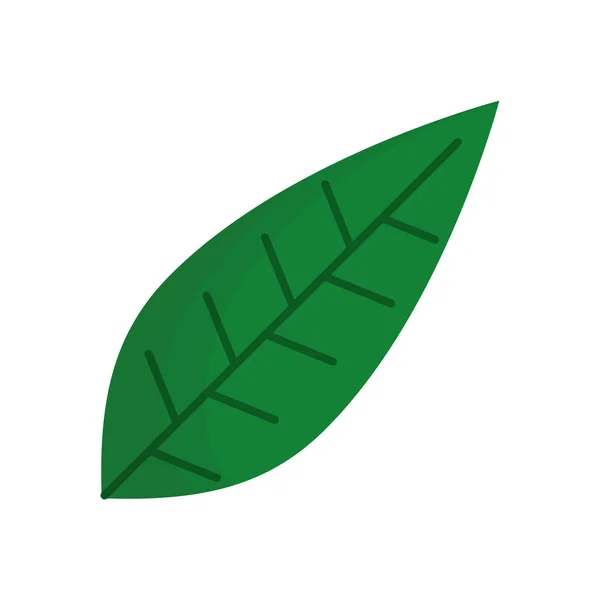 Hoja planta ecología aislado icono — Vector de stock