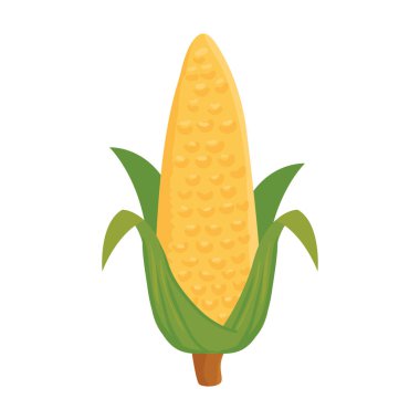 Beyaz arka planda yapraklı olgun mısır koçanı