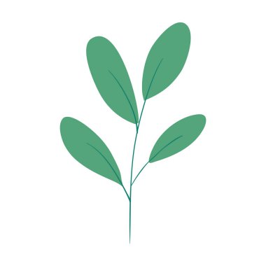 Beyaz arkaplanda yaprakları olan dal