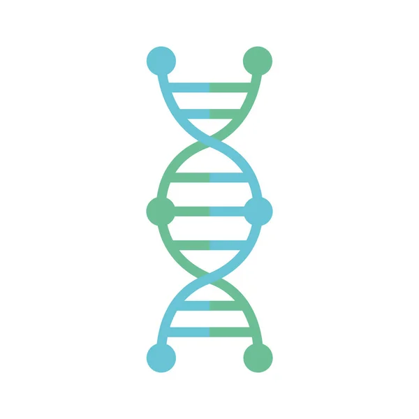 Odizolowana konstrukcja wektora struktury DNA — Wektor stockowy