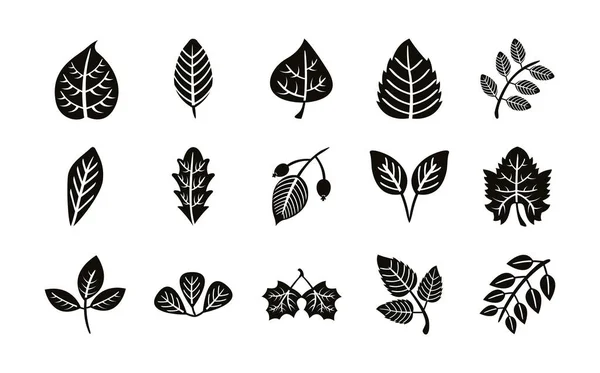 Bundle of fifteen autumn leaves silhouette style icons — Stock Vector