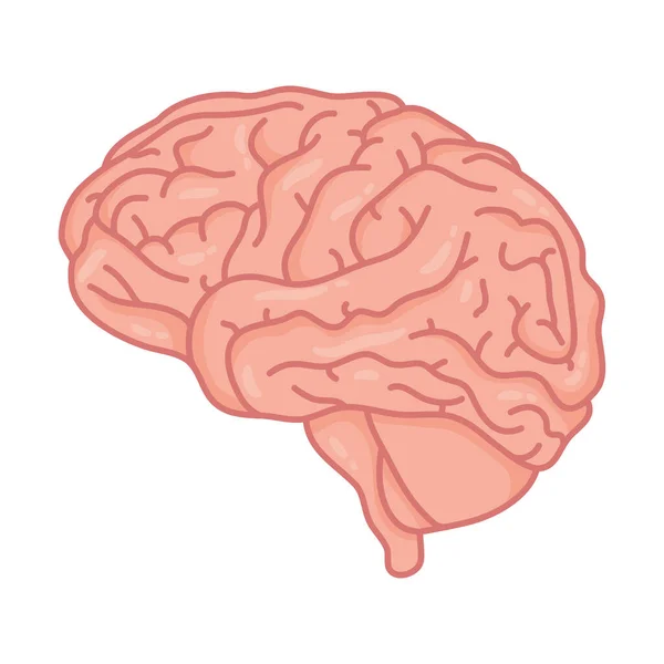 Cerebro humano salud mental icono de atención — Vector de stock