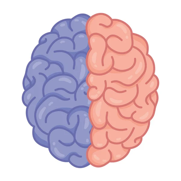 Cérebro humano com ícone de cuidados de saúde mental lateral —  Vetores de Stock