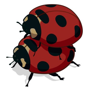 Ladybugs beyaz bir arka plan üzerinde seks