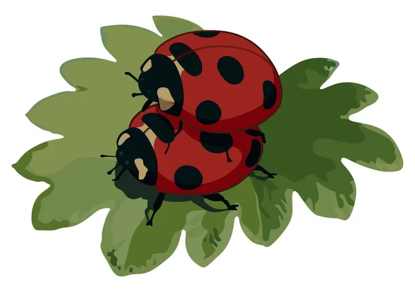 Ladybugs have sex Royalty Free Stock Illustrations