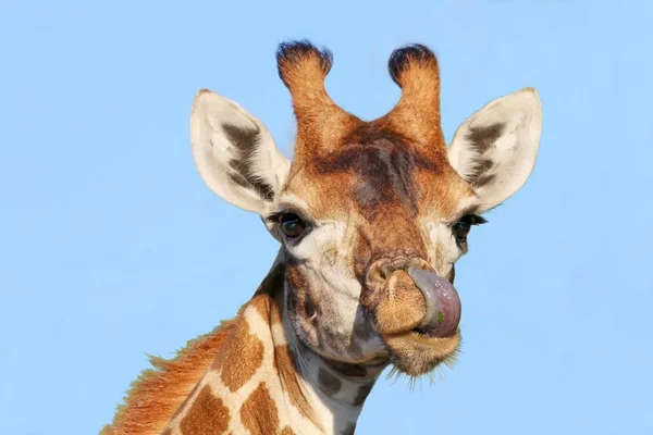 Una Giraffa Leccare Naso Con Esso Lingua Lunga — Foto Stock