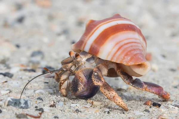 Zblízka Krásná Malá Poustevnický Krab Pruhované Shell — Stock fotografie