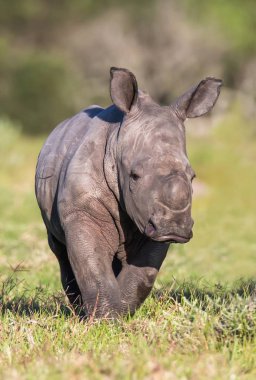 Afrika otlak içinde çok genç bir beyaz rhino