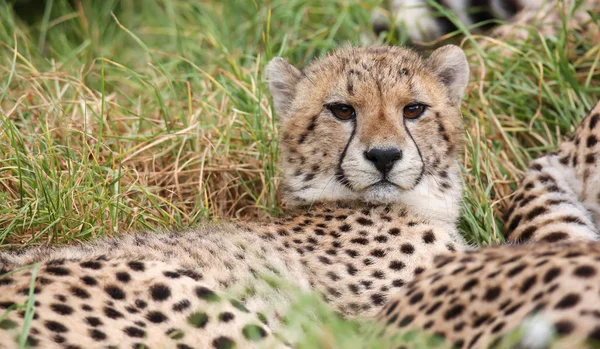 Jonge Wild Cheetah Kat Met Prachtige Gevlekte Vacht Rusten Het — Stockfoto