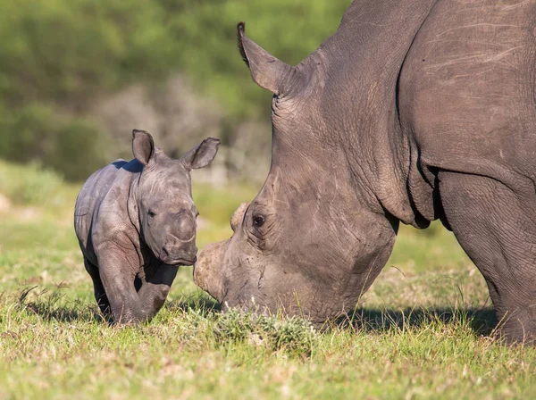 Very Young White Rhino African Grassland — Stock Photo, Image