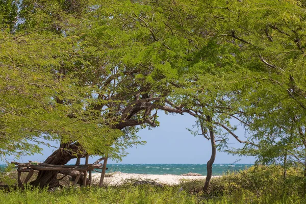 牙买加杰克逊湾海滩上可爱的绿树 图库图片