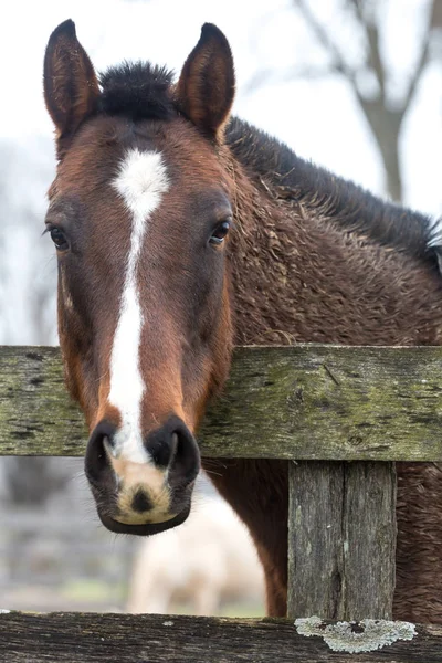 フェンスを見て馬の肖像 — ストック写真