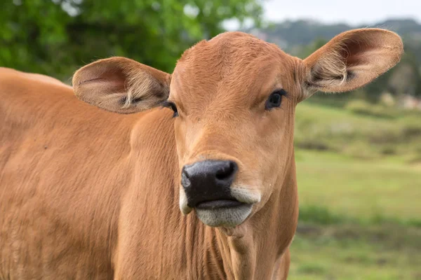 大きな耳とかわいい茶色の牛の子牛 — ストック写真