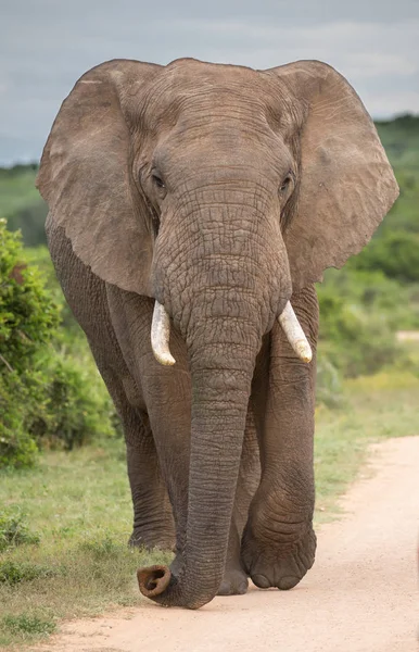 Touro Elefante Africano ou Masculino — Fotografia de Stock