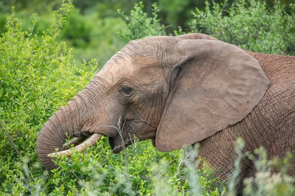 잎을 먹는 아프리카 코끼리 — 스톡 사진