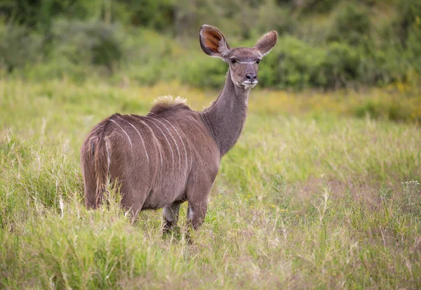 Kudu antilop i Sydafrika — Stockfoto