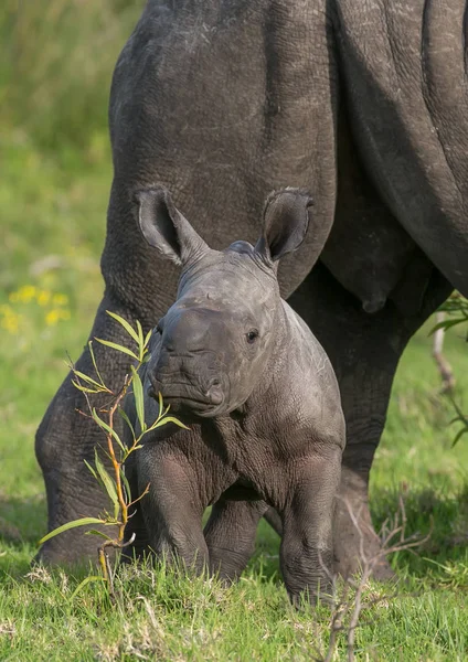 Baby White Rhino поруч з мамою — стокове фото