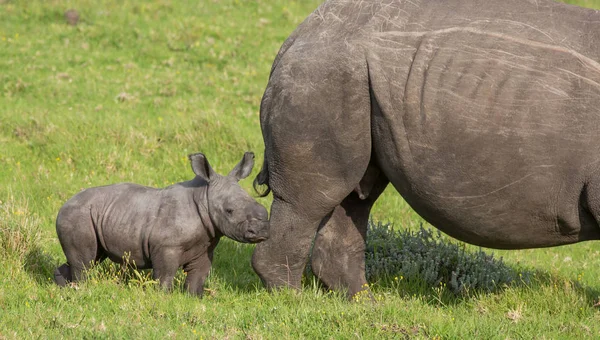 Küçük bebek beyaz Rhino — Stok fotoğraf