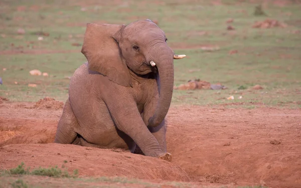 Elefante africano con un graffio in un fosso sabbioso — Foto Stock