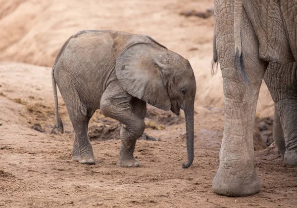 Müdes und durstiges afrikanisches Elefantenbaby an einem trockenen Wasserloch — Stockfoto