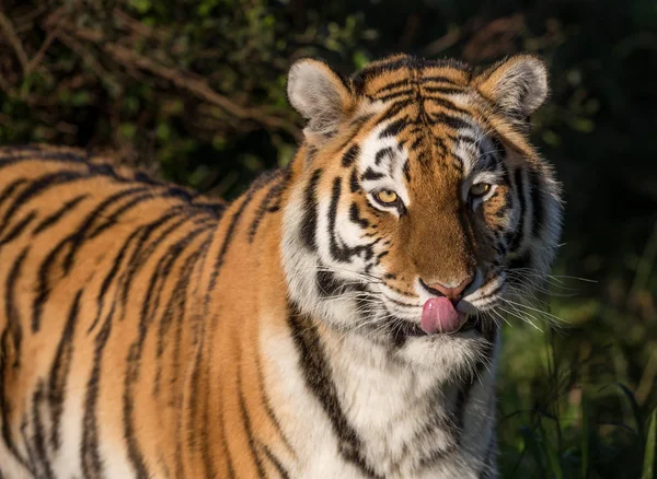 Schöner Tiger mit rosa Zunge im Nachmittagslicht — Stockfoto