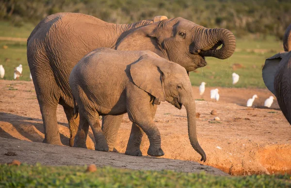 Elefantes africanos bebiendo agua al final de la tarde — Foto de Stock