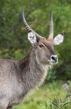 Uyanık uzun boynuzlu erkek waterbuck