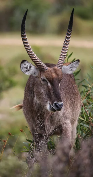 Male Waterbuck eating green leaves in South Africa — Stock Photo, Image