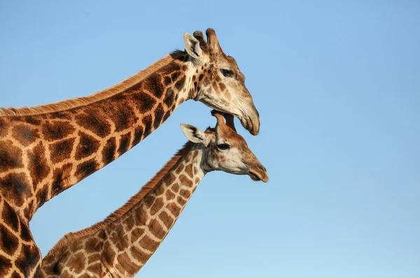 Giraffe-moeder en nakomelingen in Zuid-Afrika — Stockfoto