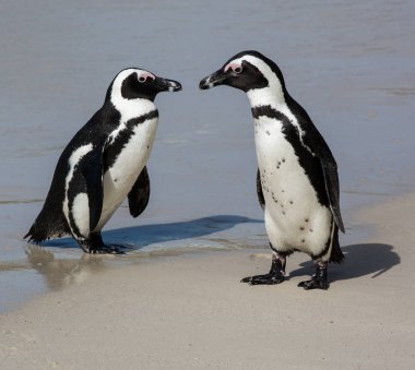 Penguen çift deniz sahilinde temiz kum üzerinde