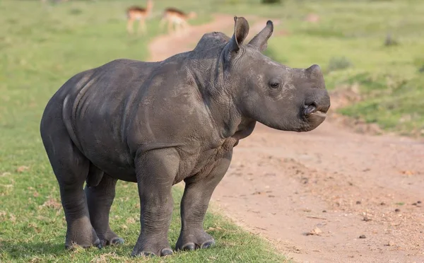 Un giovane rinoceronte bianco con la testa alta — Foto Stock