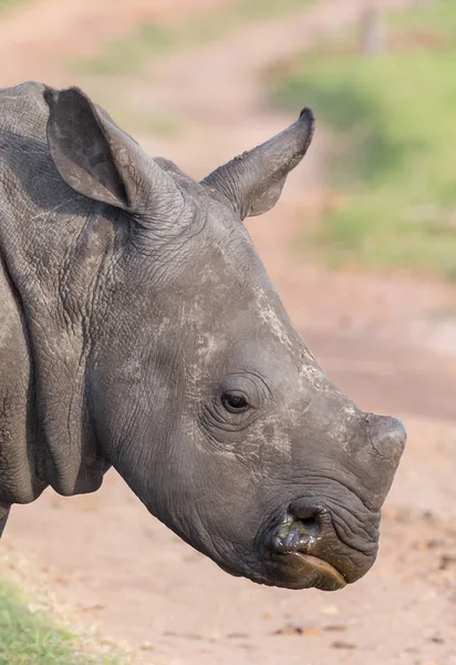 Vista lateral de um rinoceronte branco jovem alerta — Fotografia de Stock