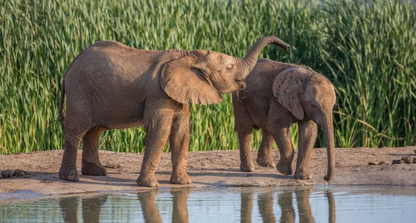 Jóvenes elefantes africanos bebiendo agua y jugando — Foto de Stock