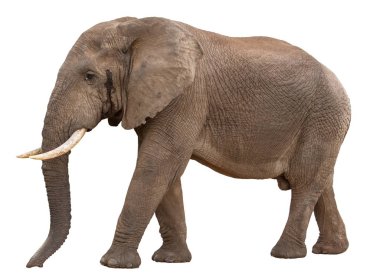Musth büyük erkek Afrika fil-izole
