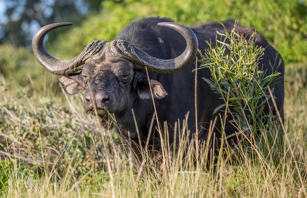 Afrikanisches Büffelmännchen mit großen gebogenen Hörnern — Stockfoto