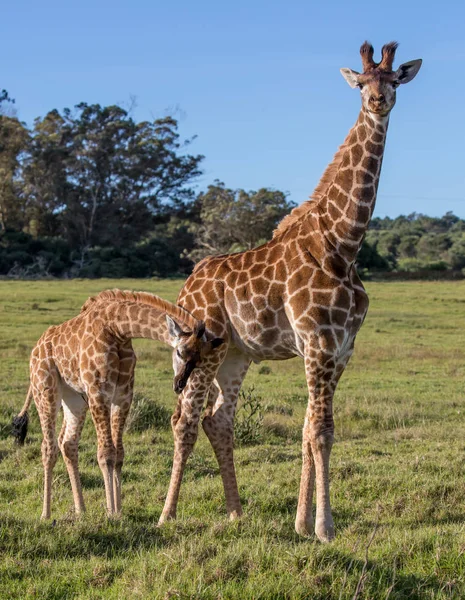 Young and friendly giraffes in South Africa — Stock Photo, Image