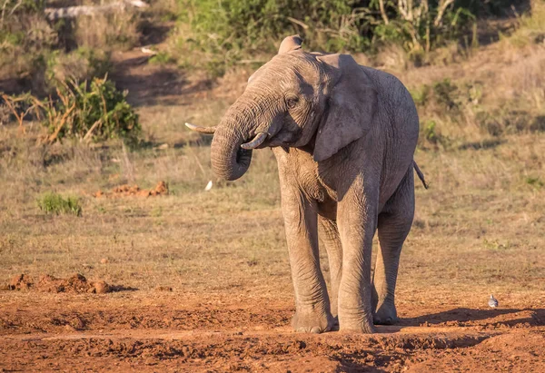 Elefante africano macho com tronco na boca — Fotografia de Stock