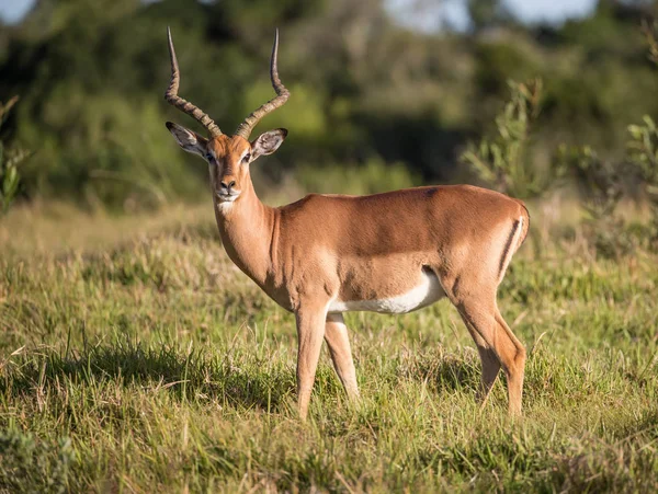 Impala antilope in lang gras in Afrika — Stockfoto