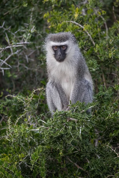 Dospělá vervetová opice s velkými hnědýma očima a šedou kožešinou — Stock fotografie