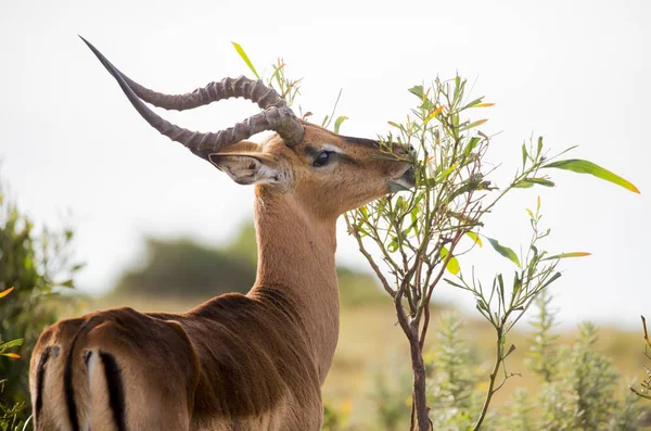 Impala Masculino Antelope com Chifres Longos — Fotografia de Stock