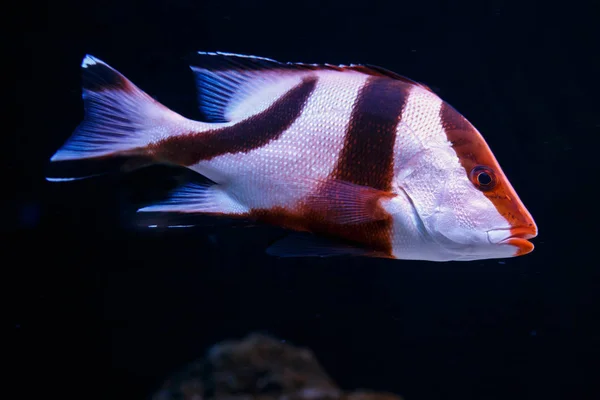 Белые и коричневые полосатые рыбы плавают в темной воде — стоковое фото